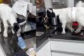 Mini cabrito Petruccio na pia da cozinha em Guarujá, animal de estimação viral com 50 mil seguidores