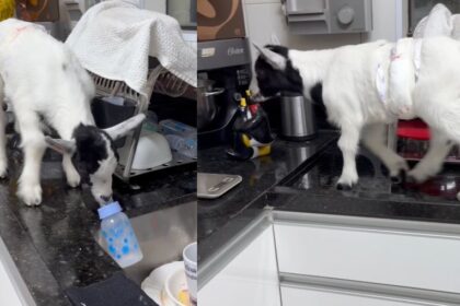 Mini cabrito Petruccio na pia da cozinha em Guarujá, animal de estimação viral com 50 mil seguidores