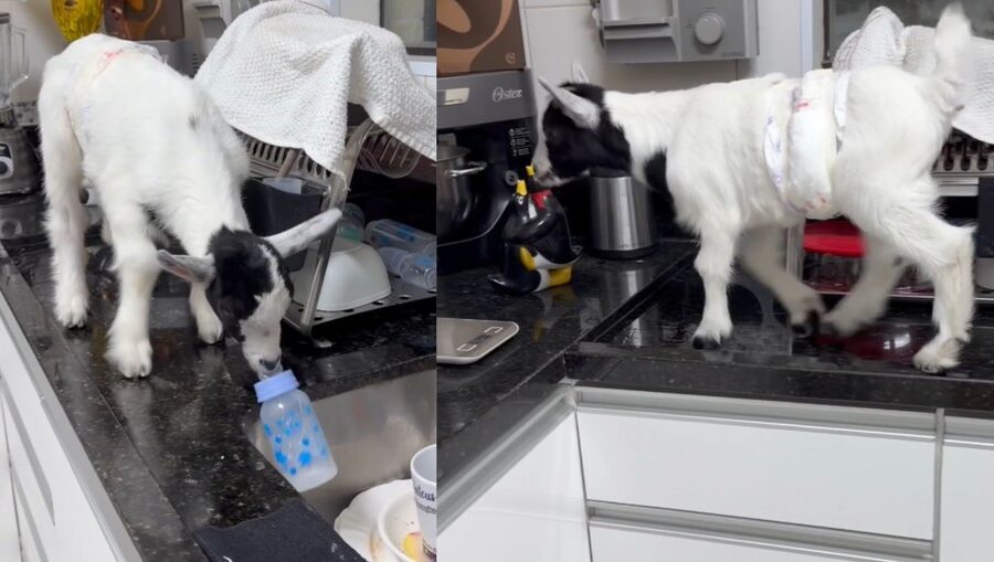 Mini cabrito Petruccio na pia da cozinha em Guarujá, animal de estimação viral com 50 mil seguidores