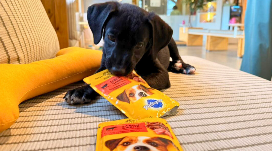 Cães reabilitados aguardam adoção na Escola Cãofiança em Florianópolis