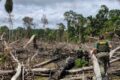 Pesquisador aplica spray de nanopartículas de resina de jucá em pé diabético no Amapá