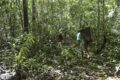 Tênis Veja sustentável com floresta amazônica ao fundo, representando bioeconomia e preservação