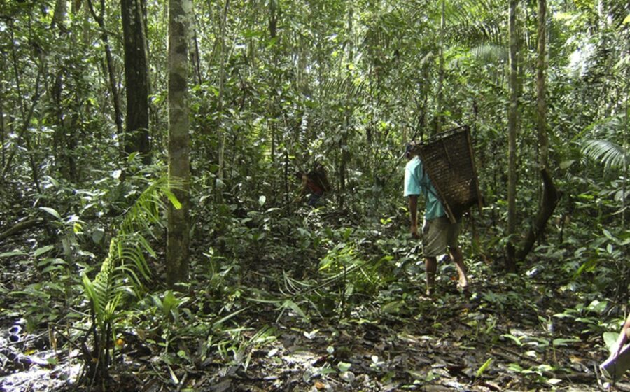 Tênis Veja sustentável com floresta amazônica ao fundo, representando bioeconomia e preservação