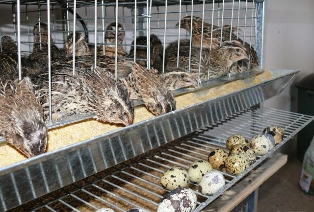 Granja de codornas de alta tecnologia em Santa Catarina com biossegurança extrema para exportação ao Japão