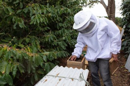 Pomar de macieiras em florada com colmeias de abelhas alugadas para polinização no Sul do Brasil