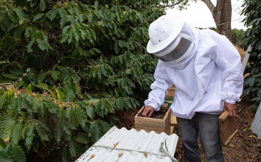 Pomar de macieiras em florada com colmeias de abelhas alugadas para polinização no Sul do Brasil