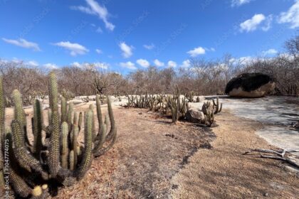 Estudante de 16 anos abastece bebedouro artificial com 250 litros para fauna no sertão maranhense