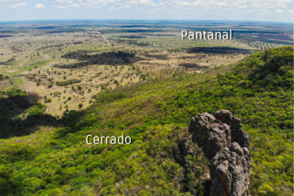 Cerrado em restauração na borda do Pantanal: vegetação nativa recuperada retém solo e água, garantindo retorno de R$ 8 por real investido