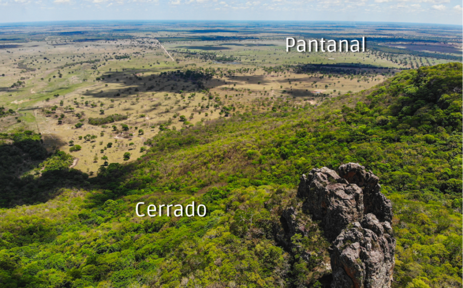 Cerrado em restauração na borda do Pantanal: vegetação nativa recuperada retém solo e água, garantindo retorno de R$ 8 por real investido