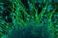 Pesquisador da USP usa optogenética para ativar neurônios com luz azul em cérebro de roedor