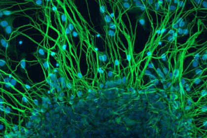 Pesquisador da USP usa optogenética para ativar neurônios com luz azul em cérebro de roedor