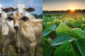 Plantação de soja e gado bovino representam pilares do agronegócio brasileiro sustentando VBP