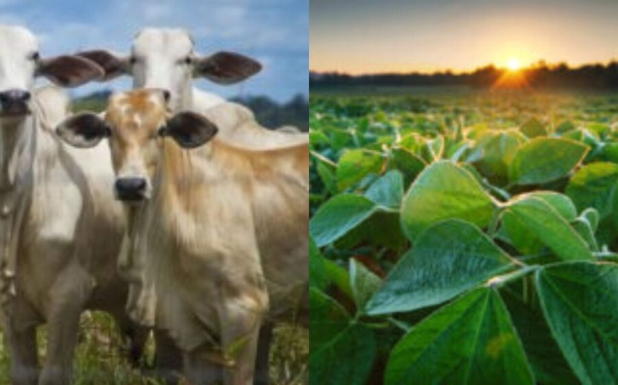Plantação de soja e gado bovino representam pilares do agronegócio brasileiro sustentando VBP
