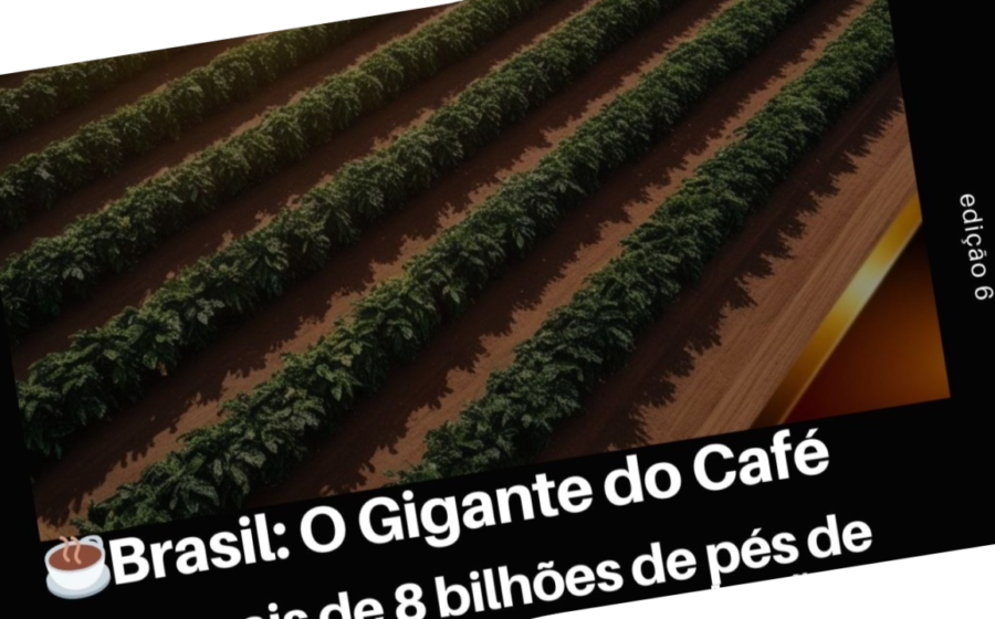 Pé de Coffea liberica de 11 metros na floresta amazônica do Pará, espécie rara de café gigante