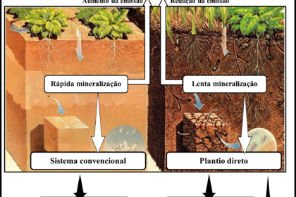 Pastagem saudável com solo rico em carbono e gado em manejo sustentável