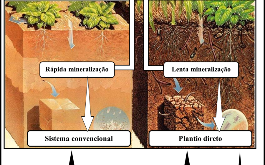 Pastagem saudável com solo rico em carbono e gado em manejo sustentável