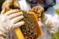 Apiário em Santa Luzia do Paruá MA, maior produtor nacional de mel com 1,3 milhão de kg em 2025