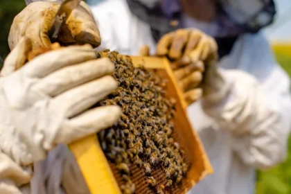 Apiário em Santa Luzia do Paruá MA, maior produtor nacional de mel com 1,3 milhão de kg em 2025