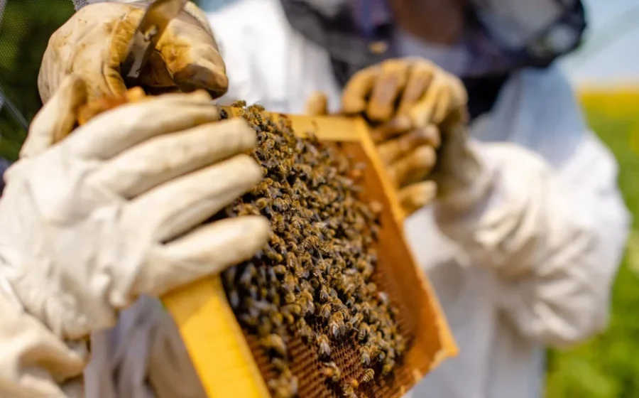 Apiário em Santa Luzia do Paruá MA, maior produtor nacional de mel com 1,3 milhão de kg em 2025