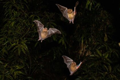 Morcego frugívoro dispersando sementes nativas sobre área degradada para restauração florestal