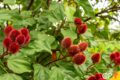 Pés de urucum com frutos vermelhos abertos mostrando sementes, lavoura de pequeno produtor em Ivinhema MS