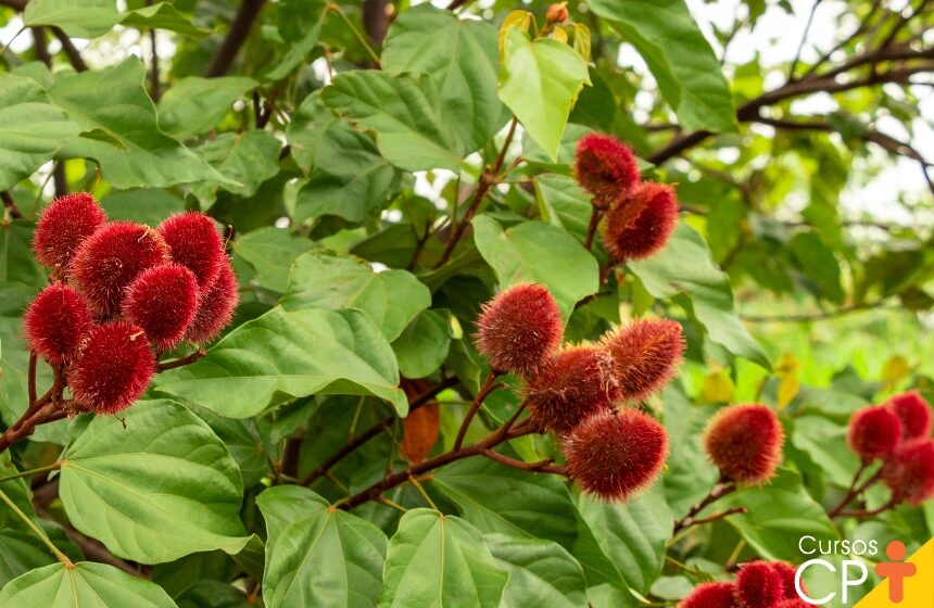 Pés de urucum com frutos vermelhos abertos mostrando sementes, lavoura de pequeno produtor em Ivinhema MS
