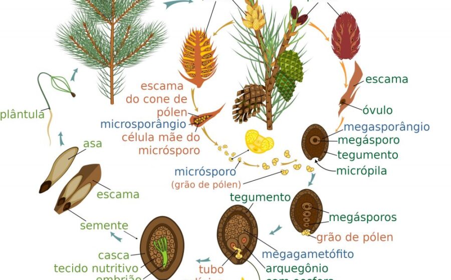Mudas de pinus em viveiro da Embrapa Florestas para pesquisa genética de resistência climática