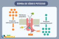 Comparação de potes de requeijão com tabelas nutricionais destacando diferenças de sódio