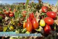 Tomates vermelhos em caixa de feira com etiqueta de preço alta, representando inflação de 38% no IPCA