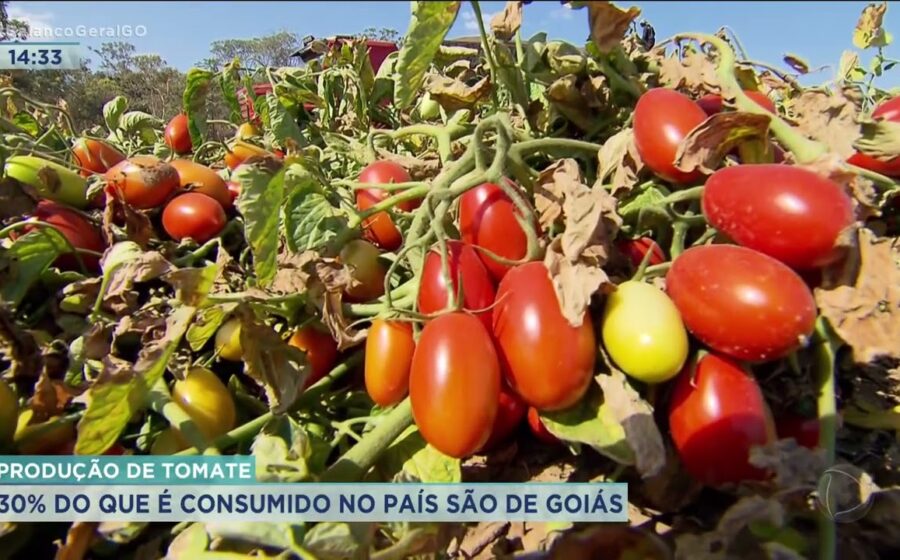 Tomates vermelhos em caixa de feira com etiqueta de preço alta, representando inflação de 38% no IPCA