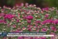 Arranjo de crisântemos coloridos em floricultura para Dia de Finados 2026
