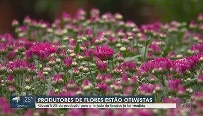 Arranjo de crisântemos coloridos em floricultura para Dia de Finados 2026