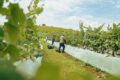 Vinícola Dezem em Toledo PR: vinhedos familiares e enoturismo sustentável