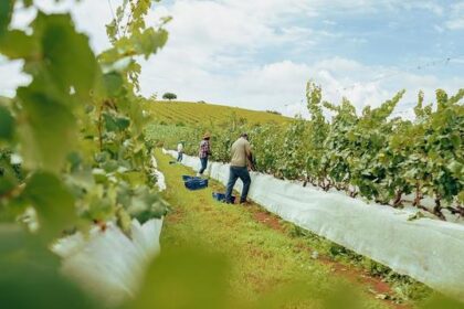 Vinícola Dezem em Toledo PR: vinhedos familiares e enoturismo sustentável