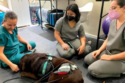 Cães reabilitados aguardam adoção em feira na Escola Cãofiança em Florianópolis