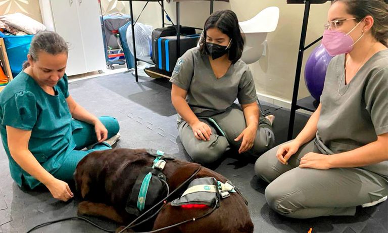 Cães reabilitados aguardam adoção em feira na Escola Cãofiança em Florianópolis
