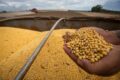 Lavoura de soja produtiva no Brasil ameaçada por perdas de 55% sem defensivos agrícolas