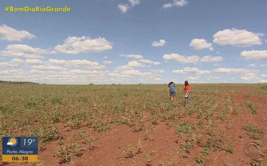 Plantação de soja brasileira metade saudável metade afetada por pragas representando perda de 55% produtividade