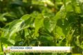 Ivonete Alves segurando prato de macarrão feito com PANCs em quintal produtivo