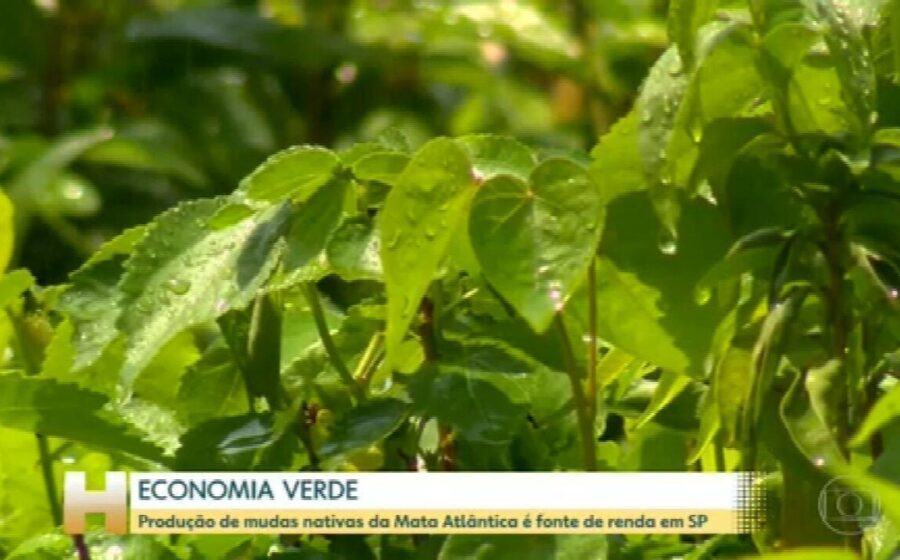 Ivonete Alves segurando prato de macarrão feito com PANCs em quintal produtivo
