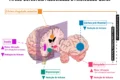 Pessoa deitada na cama com expressão tranquila, representando técnica cognitiva para dormir rápido