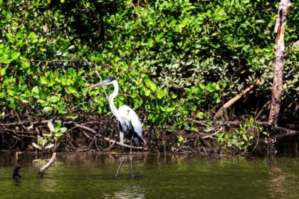Reserva Marinha Urupirá no Rio: costa preservada com pesca artesanal e turismo sustentável
