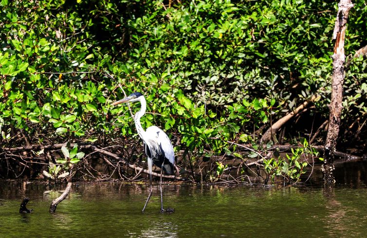 Reserva Marinha Urupirá no Rio: costa preservada com pesca artesanal e turismo sustentável