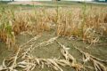 Campo de milho seco na Europa com grãos murchos simbolizando seca histórica e queda de safra