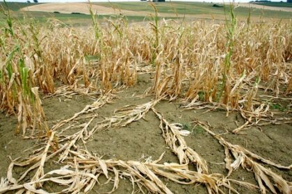 Campo de milho seco na Europa com grãos murchos simbolizando seca histórica e queda de safra