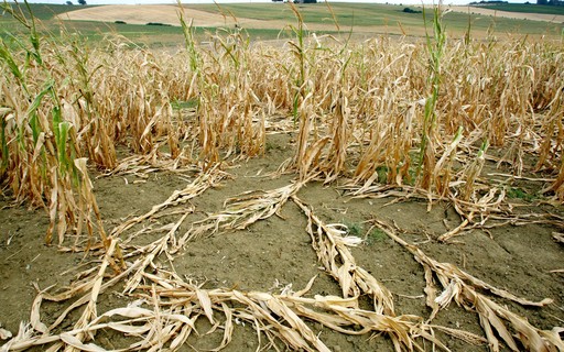 Campo de milho seco na Europa com grãos murchos simbolizando seca histórica e queda de safra
