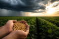 Plantação de soja no Brasil sob alerta de El Niño forte para safra 2026/27 com risco de perda de 18 milhões de toneladas