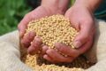 Lavoura de soja brasileira sob risco de perda de produtividade sem controle fitossanitário