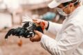 Grana de frangos com medidas de biossegurança em Santa Catarina, terceiro foco de Newcastle