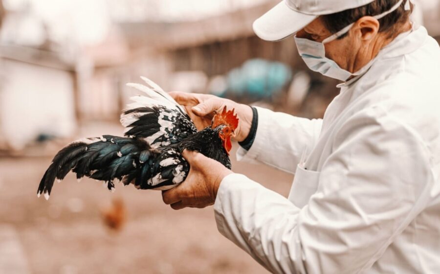 Grana de frangos com medidas de biossegurança em Santa Catarina, terceiro foco de Newcastle